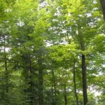 It's just some trees